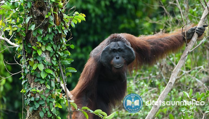 Gadis Selili dan Orang Utan: Bagian 2