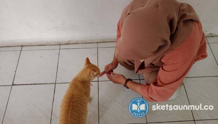 Sering Dianggap Hama, Mahasiswa Memandang Kucing Liar di Kampus Sebaliknya