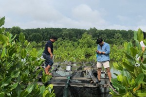 Dukung Pembudidaya Ikan Wujudkan Tambak Ramah Lingkungan, Yayasan Planet Urgensi Indonesia Inisiasi Penanaman Mangrove di Muara Badak