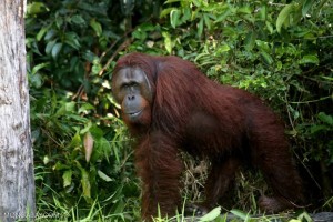 IKN di Hutan Kalimantan: Peluang atau Masalah?