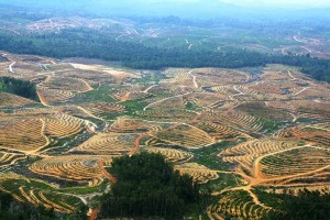 Eksploitasi Alam Kalimantan Secara Rakus, Dampaknya Siapa yang Mau Menanggung?