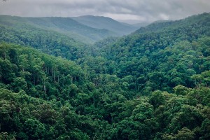 Mengingat Kembali Pentingnya Fungsi Hutan pada Peringatan Hari Hutan Sedunia