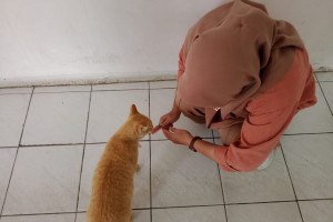 Sering Dianggap Hama, Mahasiswa Memandang Kucing Liar di Kampus Sebaliknya