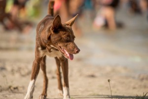 Anjing Imapa Kembali Beranak-Pinak, Rektorat Belum Ada Tindak Konkret