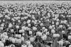 Kisah Apa Ini, Tulip?